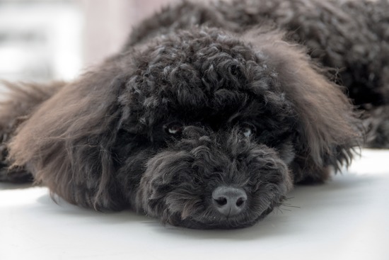 ブラックのトイプードル銀座リリー＆ドナas know as de wan01