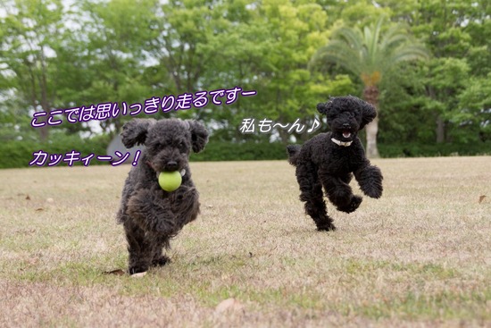 トイプードル銀座リリー&ドナ23