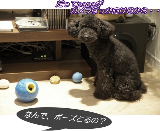 トイプードル銀座リリーasknowasdewan07