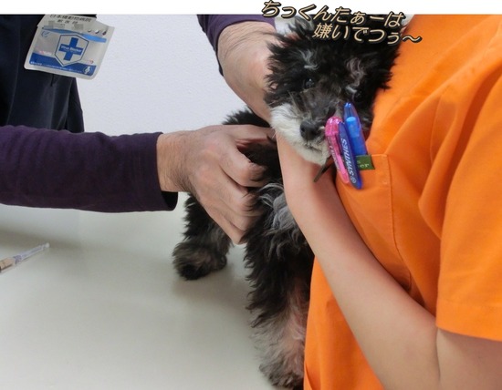 銀座トイプードルリリーas know as de wan05