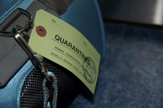 銀座トイプードルリリーas know as de wan47