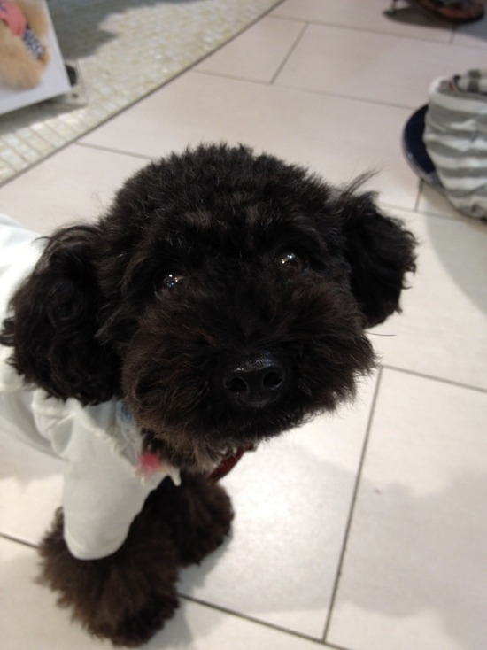 トイプードル銀座リリーとas know as de wan00