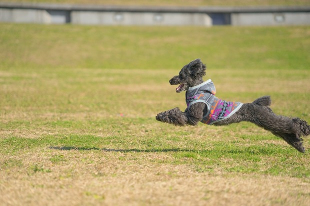 20151222ブラックトイプードル銀座リリー＆ドナ26