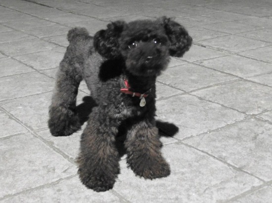 as know as de wanとブラックのトイプードル銀座リリー05