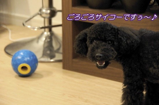 トイプードル銀座リリーasknowasdewan08