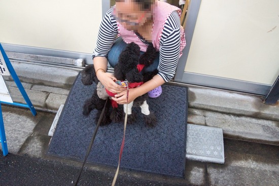 ブログRosieトイプードル銀座リリーとドナas know as de wan04