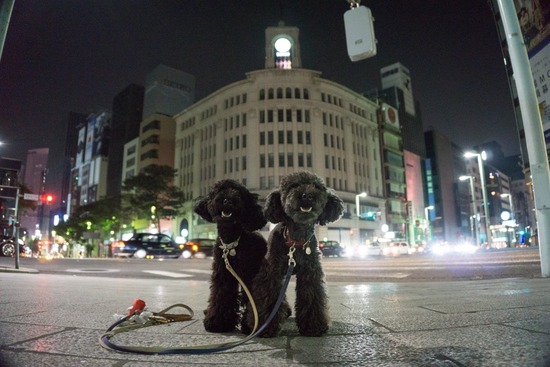 ニャンバーワン,銀座トイプードル,リリーとドナ,asknowasdewan10