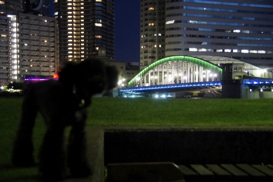 トイプードル銀座リリーとas know as de wan07