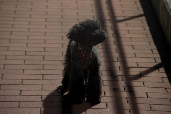 as know as de wan_銀座リリー_トイプードル08