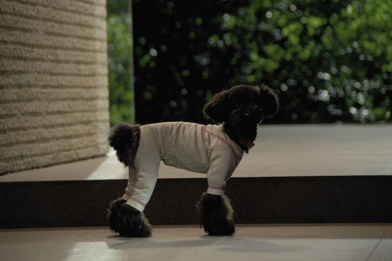 as know as de wan_銀座リリー_トイプードル06