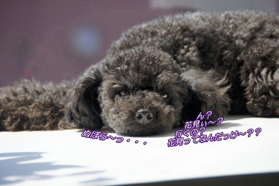 as know as de wan トイプードル 銀座リリー58