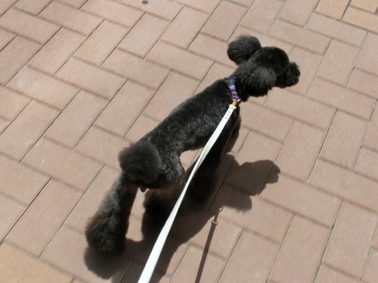 トイプードル銀座リリーとas know as de wan20