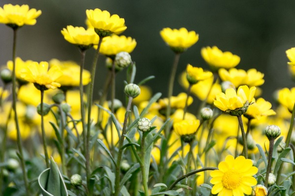 ブラックトイプードル銀座リリードナ013