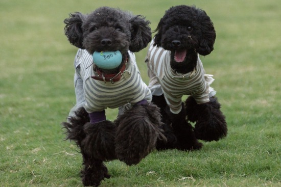 ブログRosieトイプードル銀座リリーとドナas know as de wan45