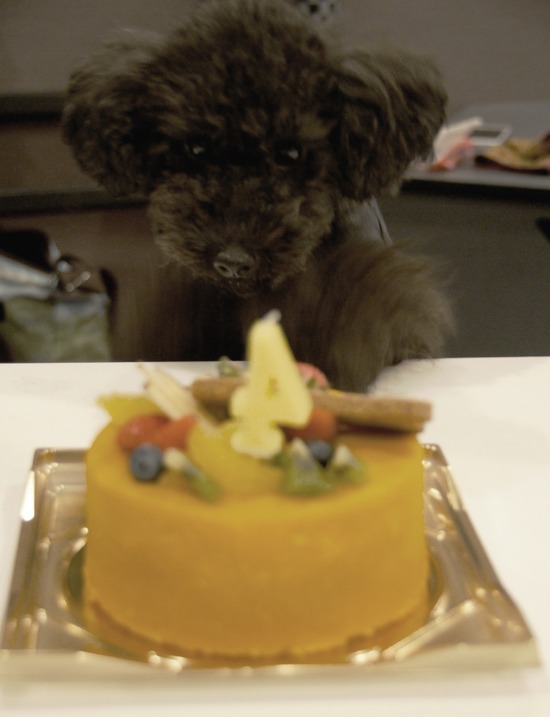 as know as de wanとトイプードルブラックの銀座リリー23