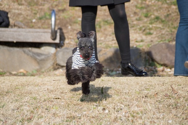 トイプードル銀座リリー005