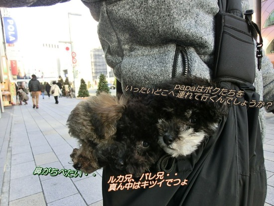 銀座トイプードルリリーas know as de wan02