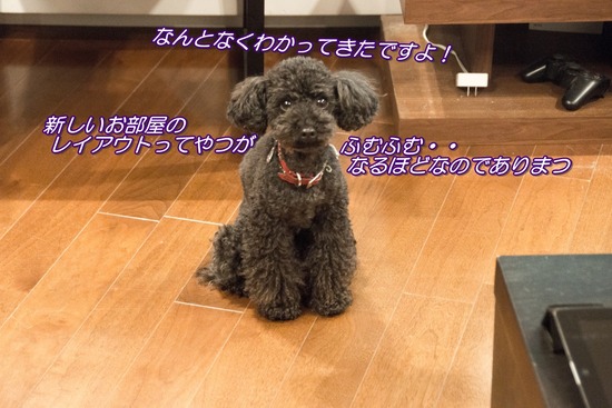 ブログRosieトイプードル銀座リリーとドナas know as de wan10
