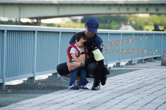 ニャンバーワン,銀座トイプードル,リリーとドナ,asknowasdewan031