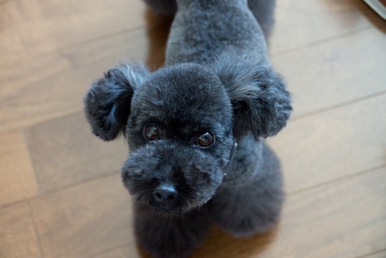 ブログRosieトイプードル銀座リリーとドナas know as de wan21