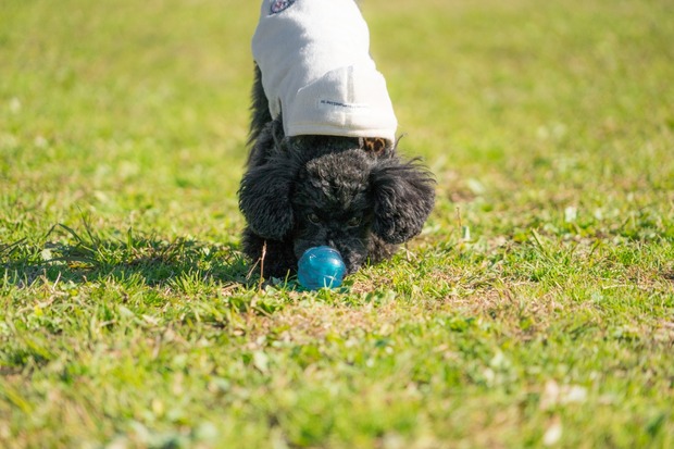 20151222ブラックトイプードル銀座リリー＆ドナ23