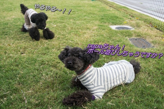 ブログRosieトイプードル銀座リリーとドナas know as de wan29