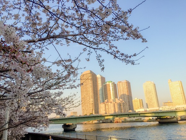 ブラックトイプードル銀座リリードナ006