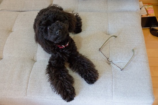 425 銀座ブラックのトイプードルリリーとドナas know as de wan16