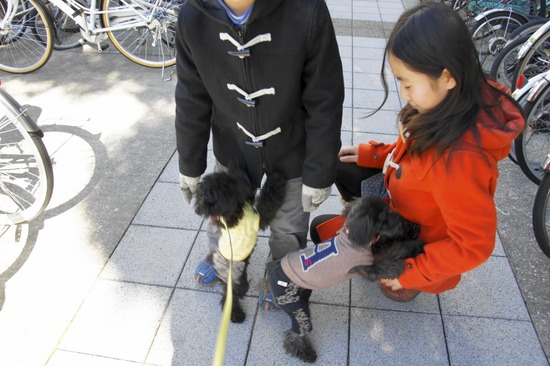 銀座トイプードルリリーas know as de wan03