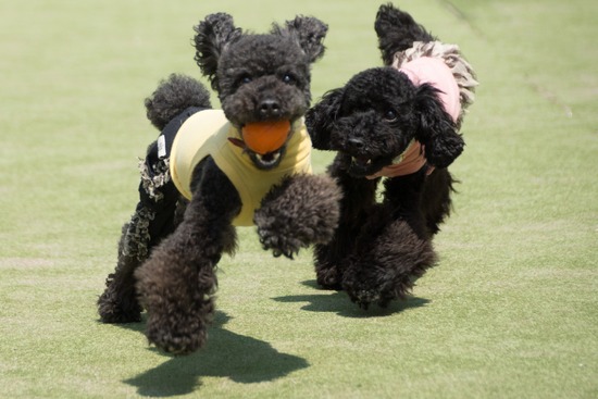 トイプードル ブログ 銀座リリーとドナas know as de wan62