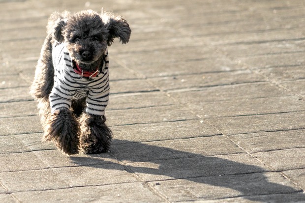 20160111ブラックトイプードル銀座リリー＆ドナ08
