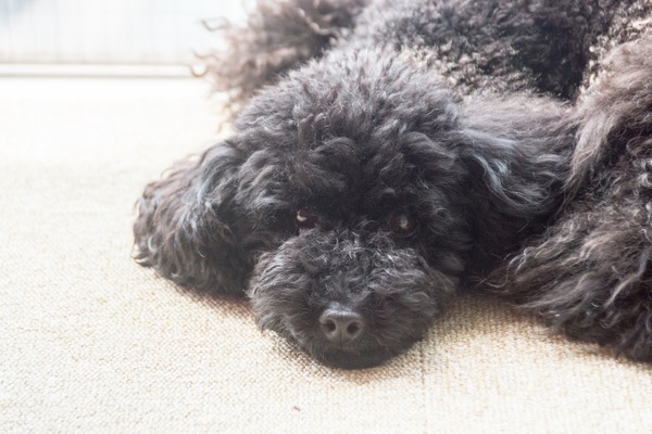 トイプードル銀座リリー08