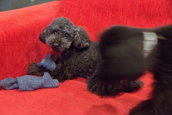 ブラックトイプードル銀座リリードナ007