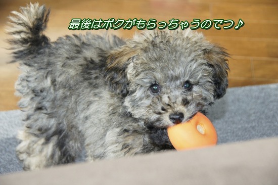 銀座トイプードルリリーas know as de wan21