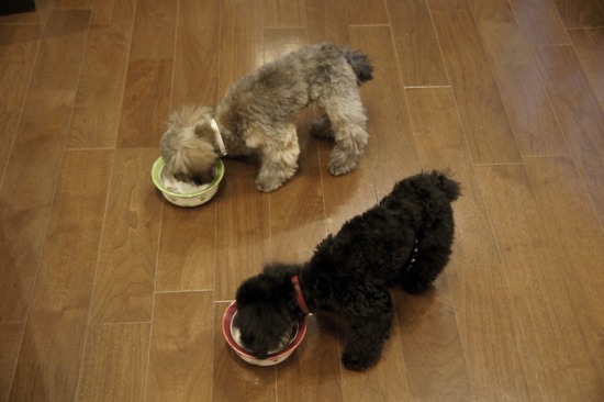 銀座トイプードルリリーas know as de wan25