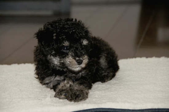 銀座 トイプードル リリー as know as de wan16