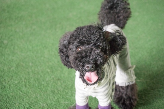 ニャンバーワン,銀座トイプードル,リリーとドナ,asknowasdewan073