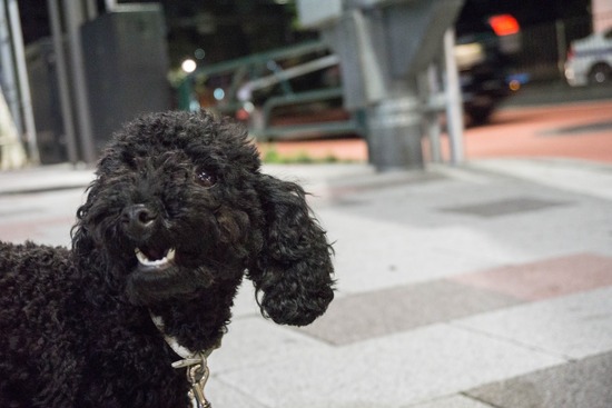 ニャンバーワン,銀座トイプードル,リリーとドナ,asknowasdewan13