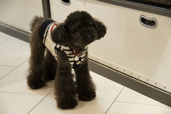 銀座 トイプードル リリー as know as de wan06