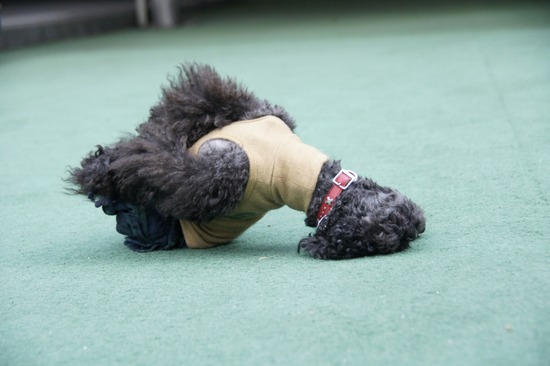 as know as de wanとトイプードルブラックの銀座リリー17