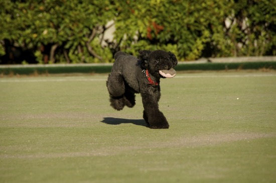 as know as de wanとトイプードルブラックの銀座リリー10