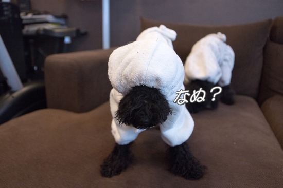 トイプードル銀座リリー＆ドナ05