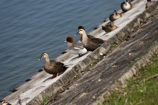 330 銀座ブラックのトイプードルリリーとドナas know as de wan12