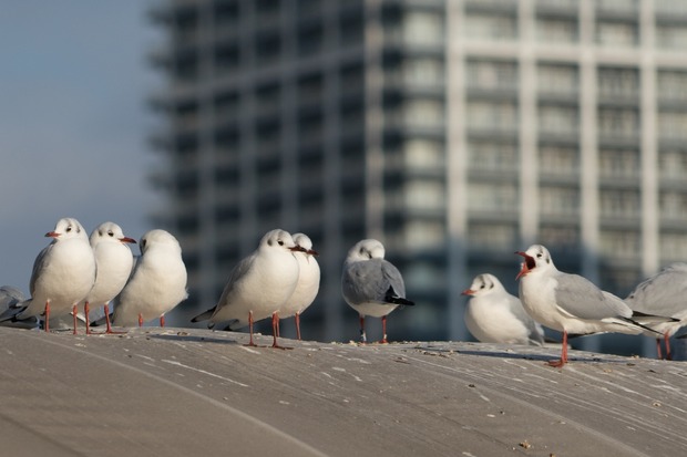20160111ブラックトイプードル銀座リリー＆ドナ10