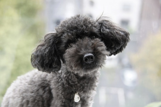 銀座 トイプードル リリー as know a
s de wan13