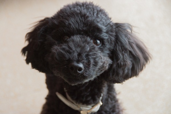 ブラックトイプードル銀座リリードナ007