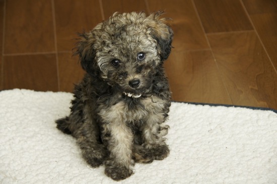 銀座 トイプードル リリー as know as de wan30