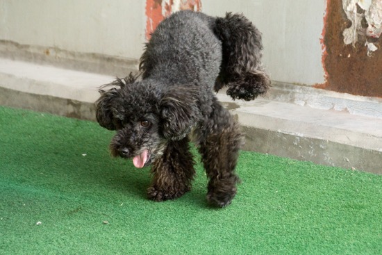 トイプードル銀座リリー＆ドナ109