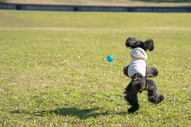 20151222ブラックトイプードル銀座リリー＆ドナ19