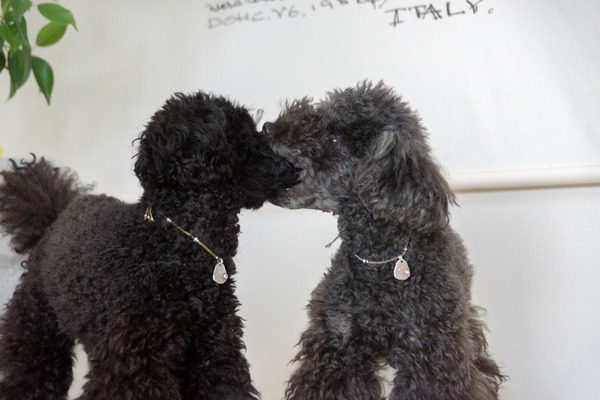 ブラックトイプードル銀座リリードナ05